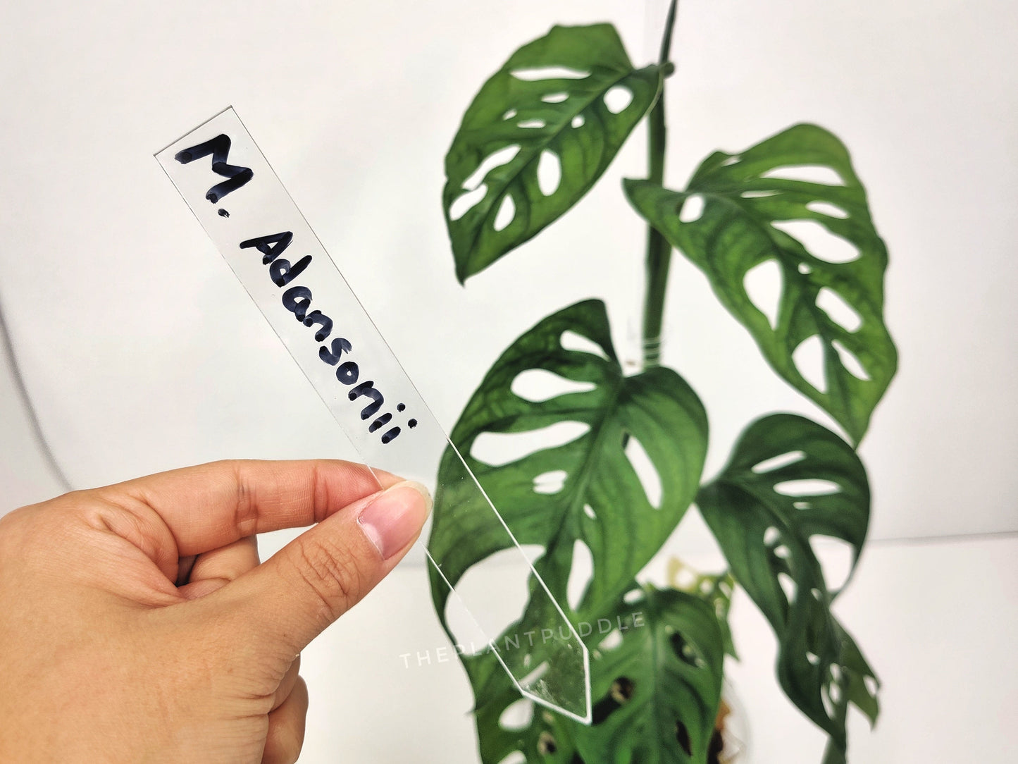 Plant Name Label - Super Clear And Durable Acrylic The Plant Puddle