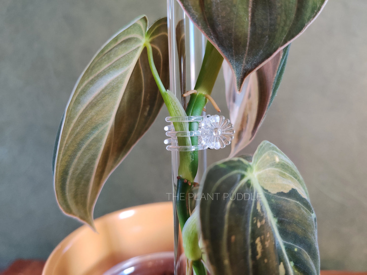 Clear Flower Clips - Blends Right In With Your Plants The Plant Puddle