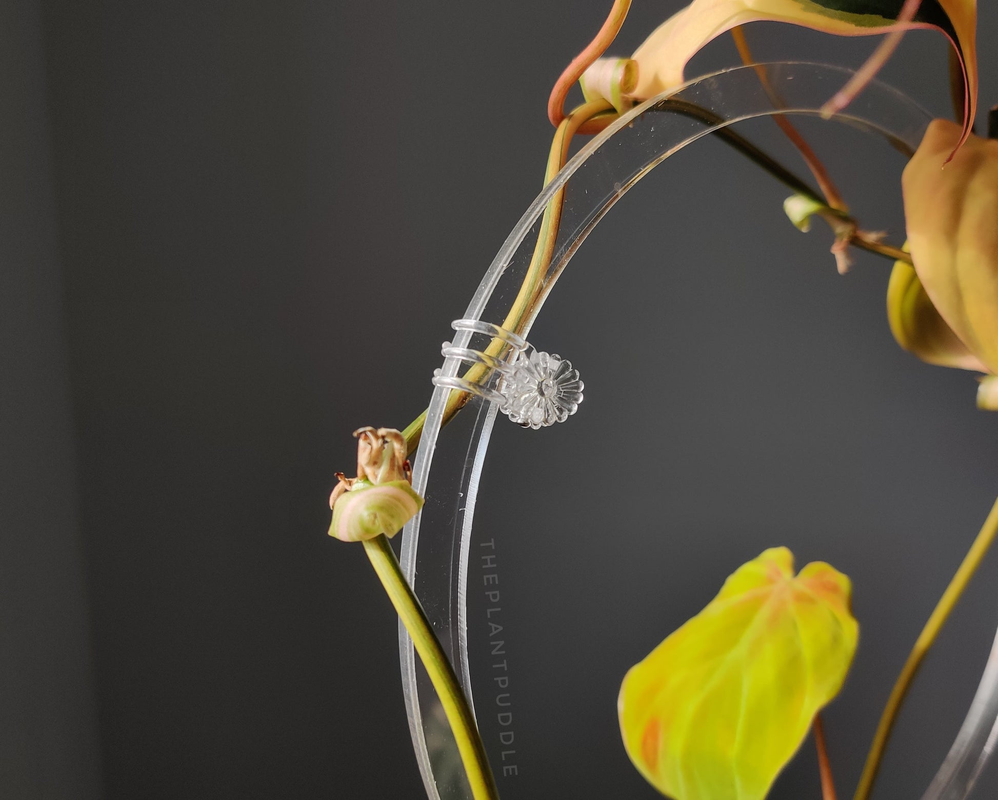 Clear Flower Clips - Blends Right In With Your Plants The Plant Puddle