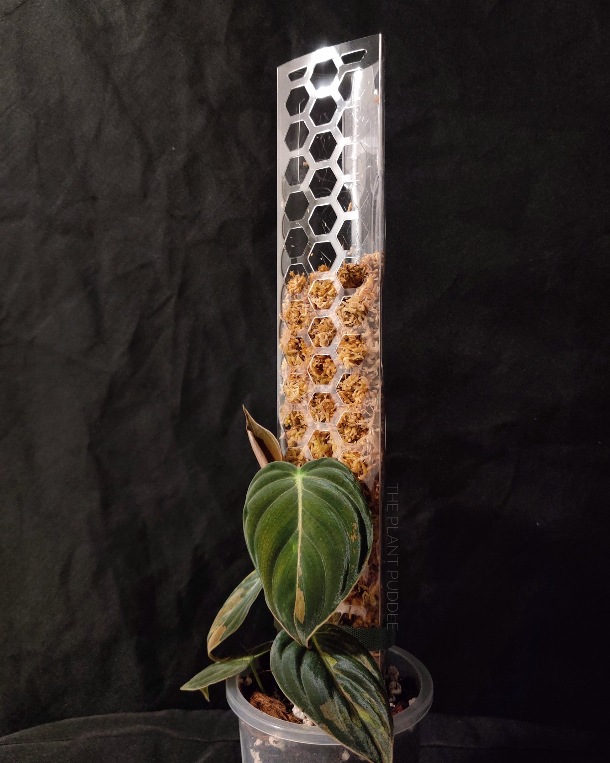Moss Pole - Super Clear and Stackable The Plant Puddle