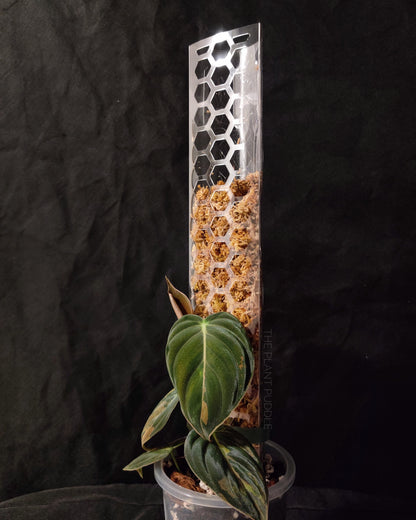 Moss Pole - Super Clear and Stackable The Plant Puddle