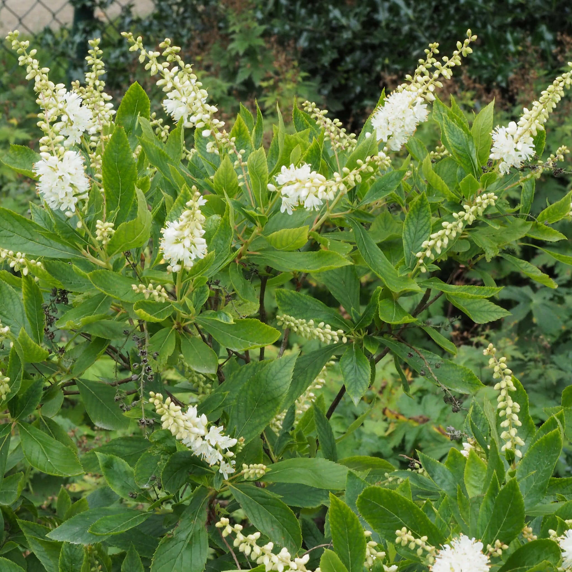 Semences - Clèthre à feuilles d'aulne Akène, culture forestière