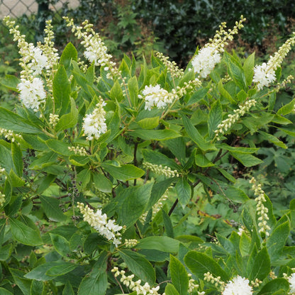 Semences - Clèthre à feuilles d'aulne Akène, culture forestière