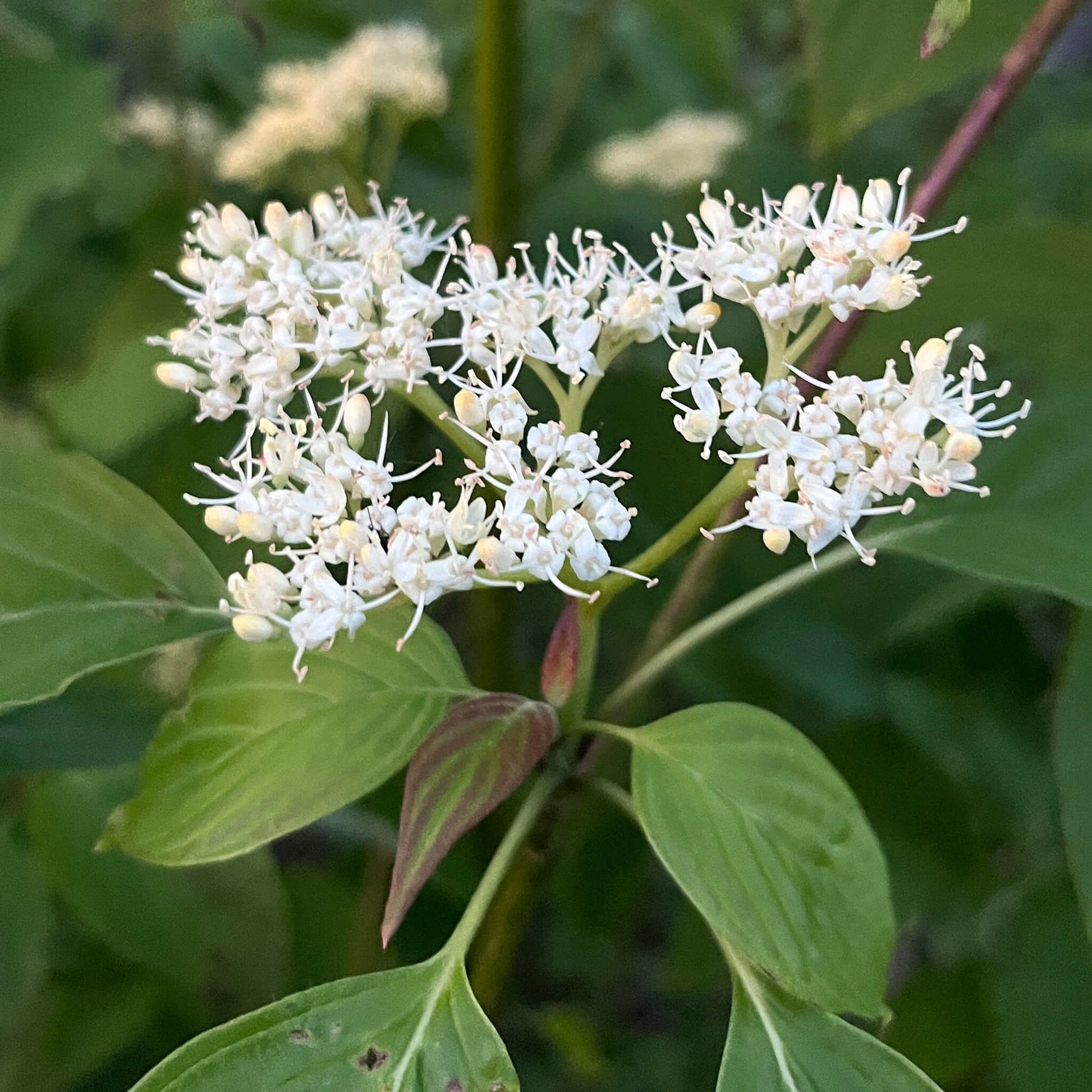 Semences - Cornouiller à feuilles alternes Akène, culture forestière