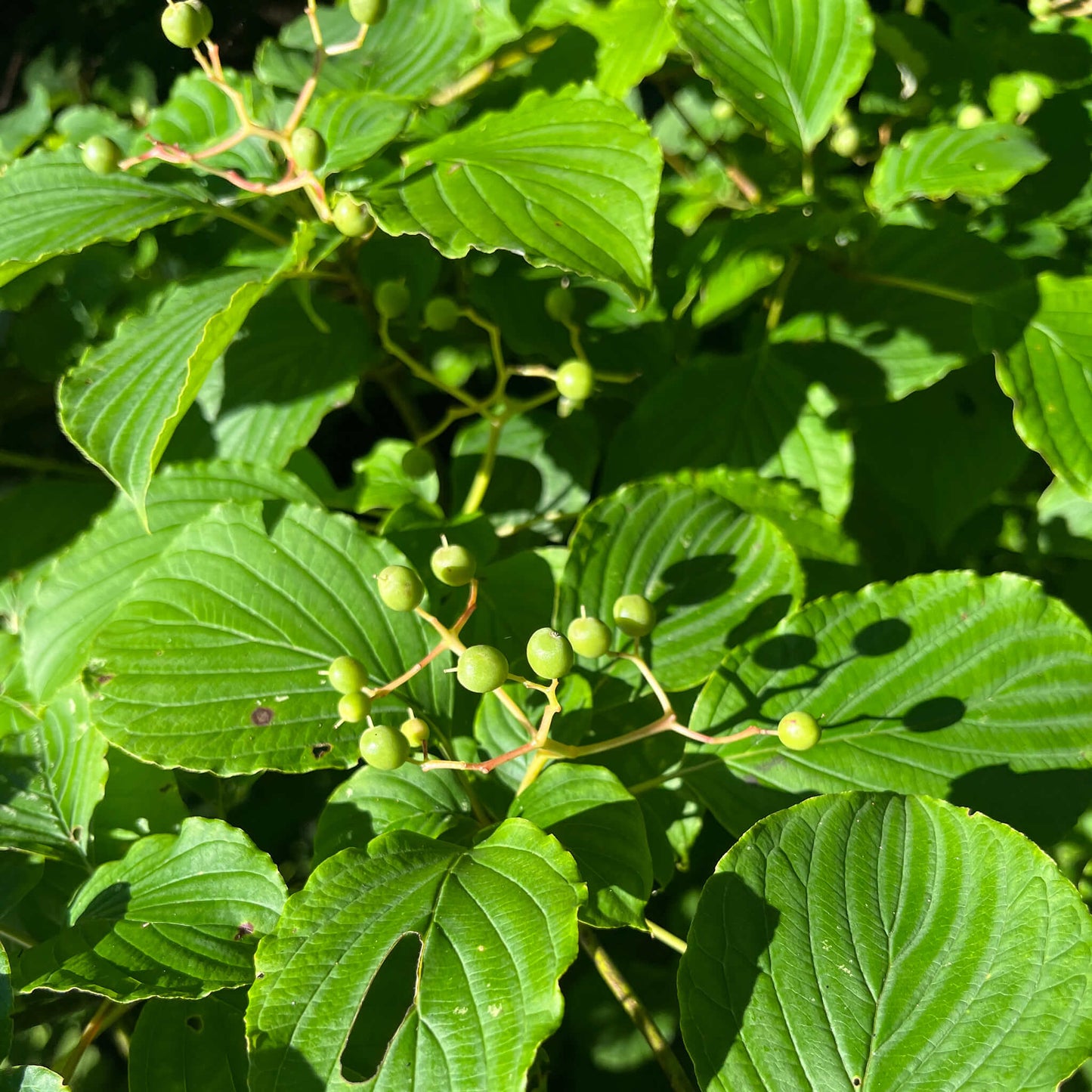 Semences - Cornouiller à feuilles alternes Akène, culture forestière