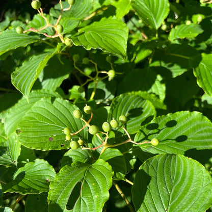 Semences - Cornouiller à feuilles alternes Akène, culture forestière