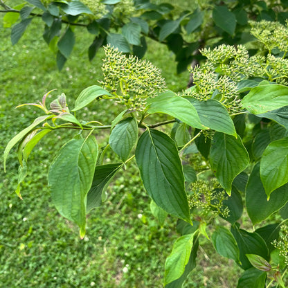 Semences - Cornouiller à feuilles alternes Akène, culture forestière