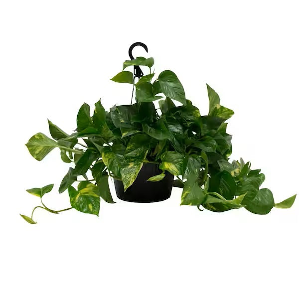Marble Queen Pothos - Epipremnum Aureum Marble Queen Mygreenscape | Buy Plants Online