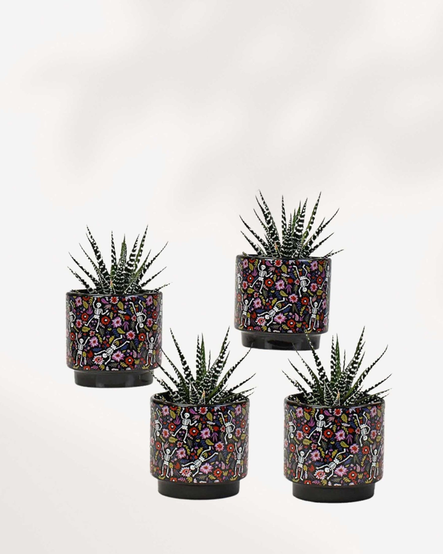 Day of the Dead Pot Mygreenscape | Buy Plants Online