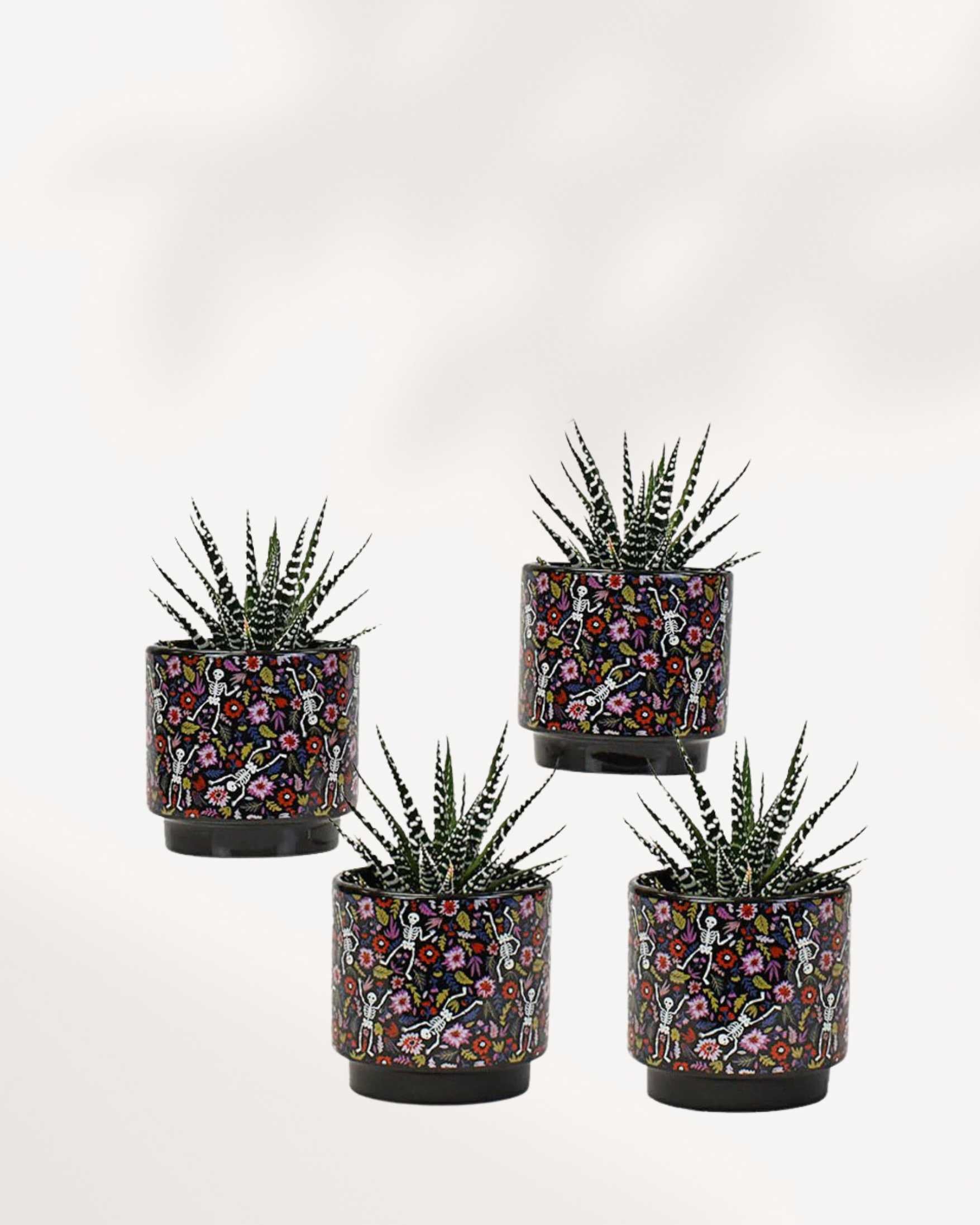 Day of the Dead Pot Mygreenscape | Buy Plants Online