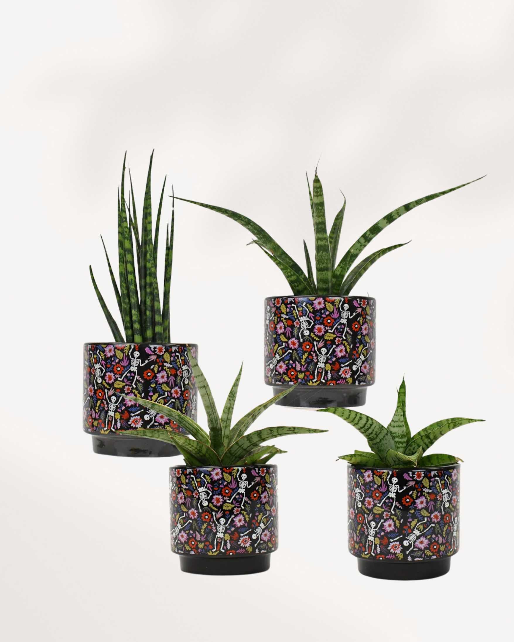 Day of the Dead Pot Mygreenscape | Buy Plants Online