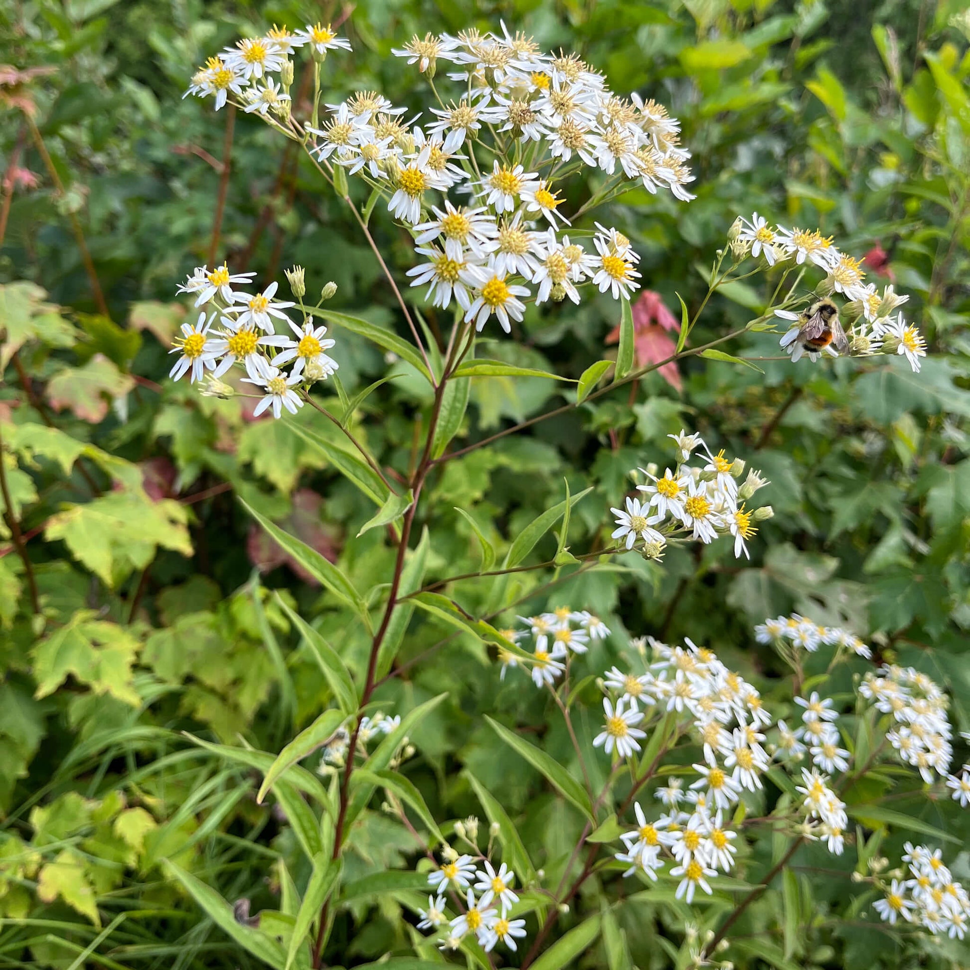 Semences - Aster à ombelles Akène, culture forestière
