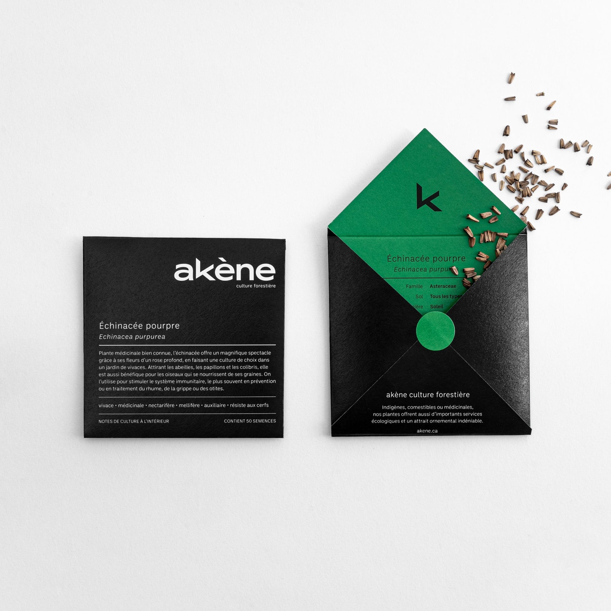 Semences - Échinacée pourpre Akène, culture forestière