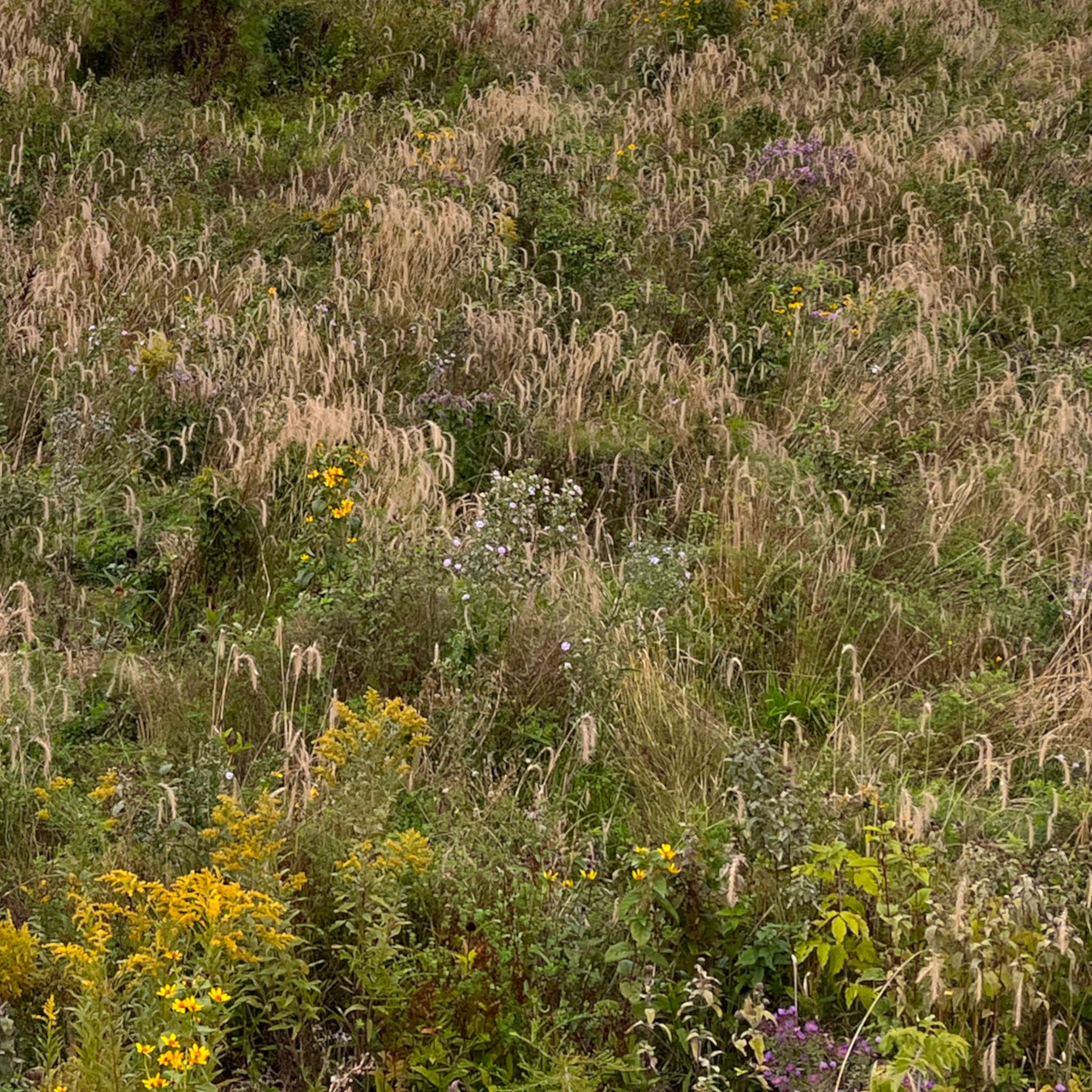 Semences - Élyme du Canada Akène, culture forestière