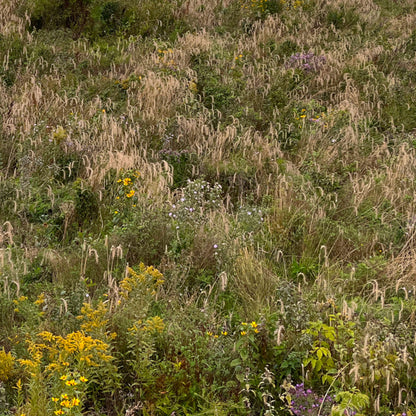 Semences - Élyme du Canada Akène, culture forestière