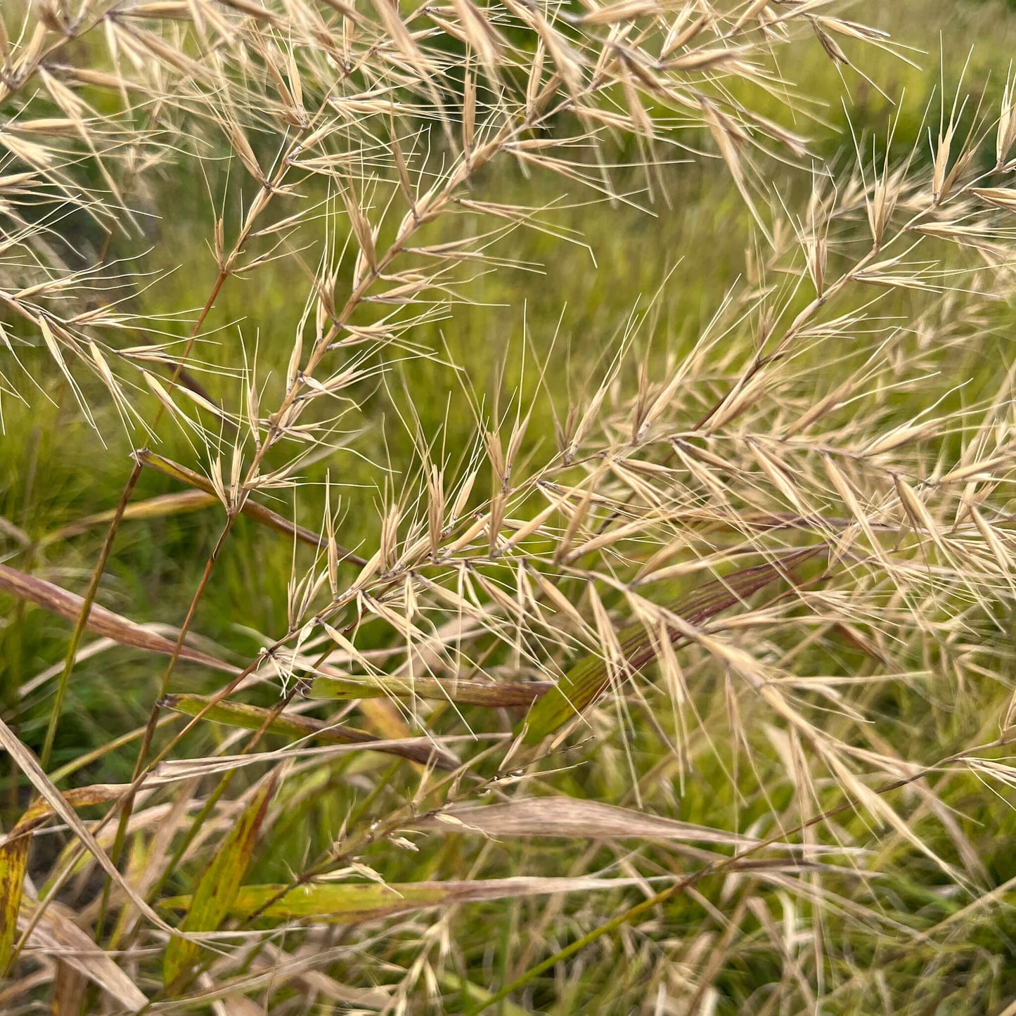 Semences - Élyme étalé Akène, culture forestière