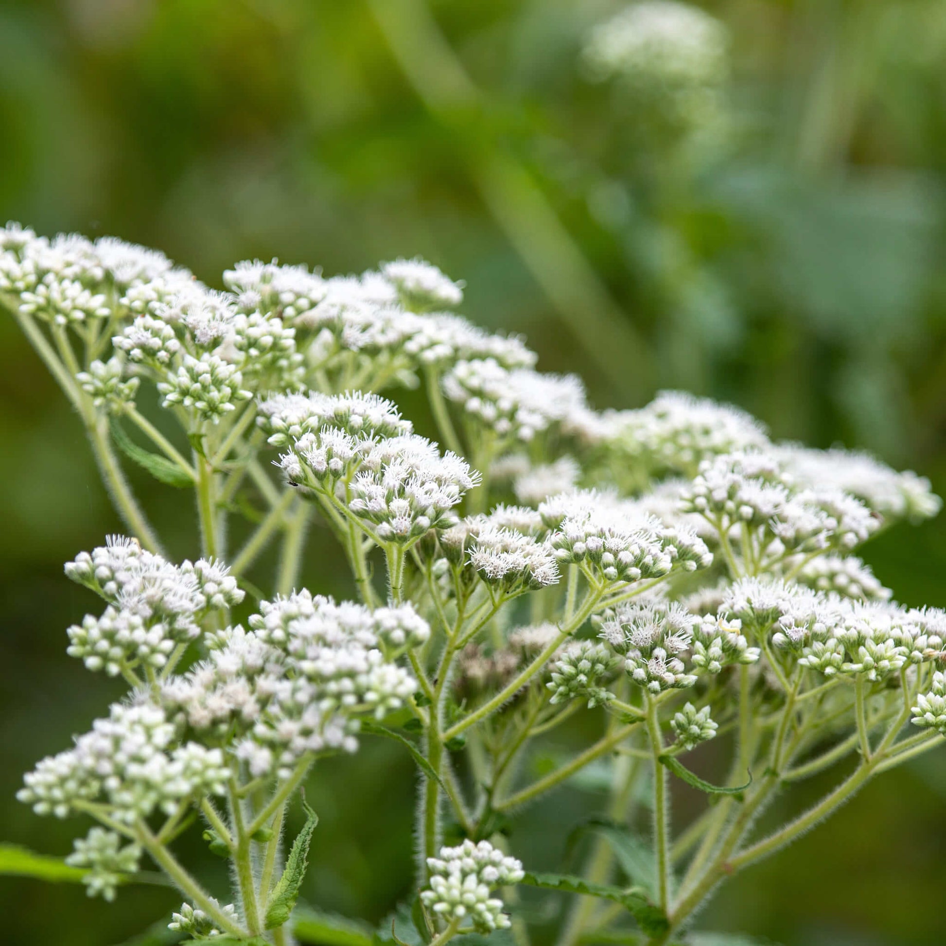 Semences - Eupatoire perfoliée Akène, culture forestière