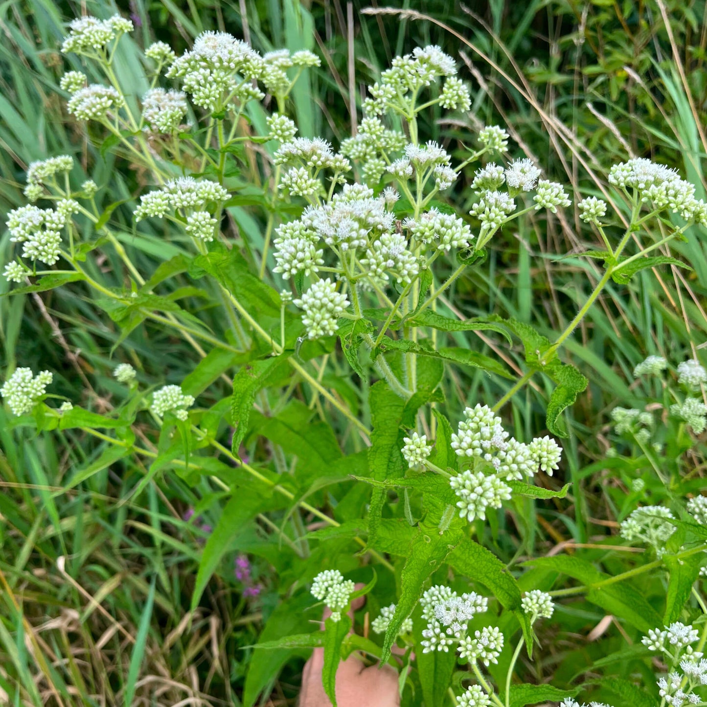 Semences - Eupatoire perfoliée Akène, culture forestière