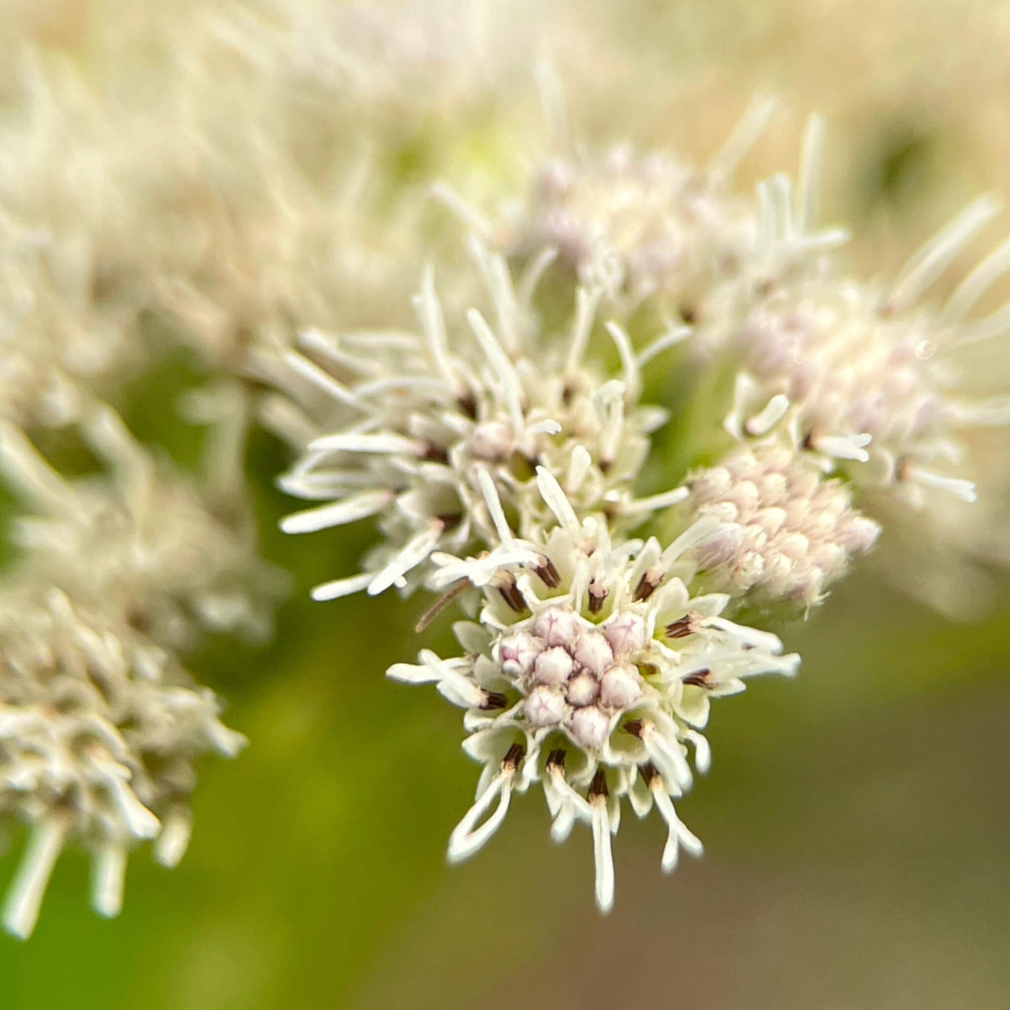 Semences - Eupatoire perfoliée Akène, culture forestière