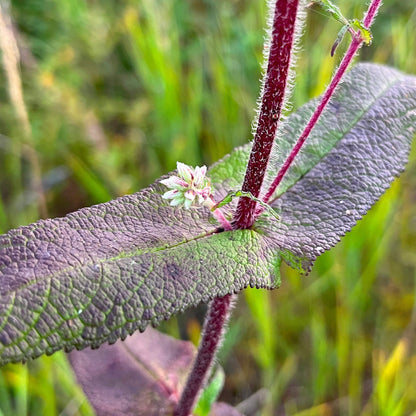 Semences - Eupatoire perfoliée Akène, culture forestière