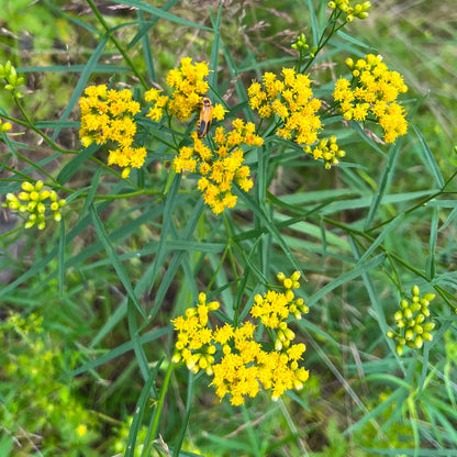 Semences - Verge d'or à feuilles de graminée Akène, culture forestière