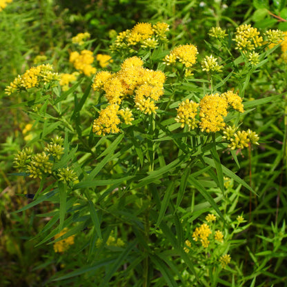 Semences - Verge d'or à feuilles de graminée Akène, culture forestière
