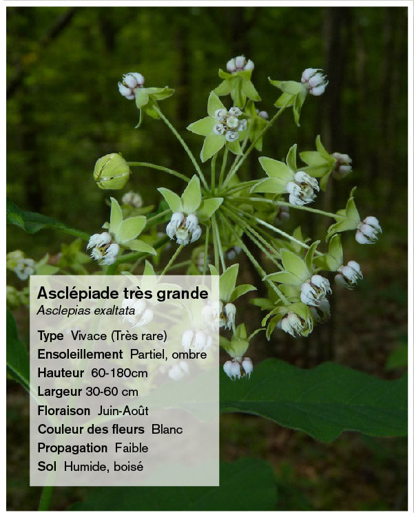 Semences / Graines d'asclépiade Lasclay