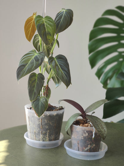 Super Flexible High Drainage Plant Pots - Perfect For Orchids And Aroids The Plant Puddle