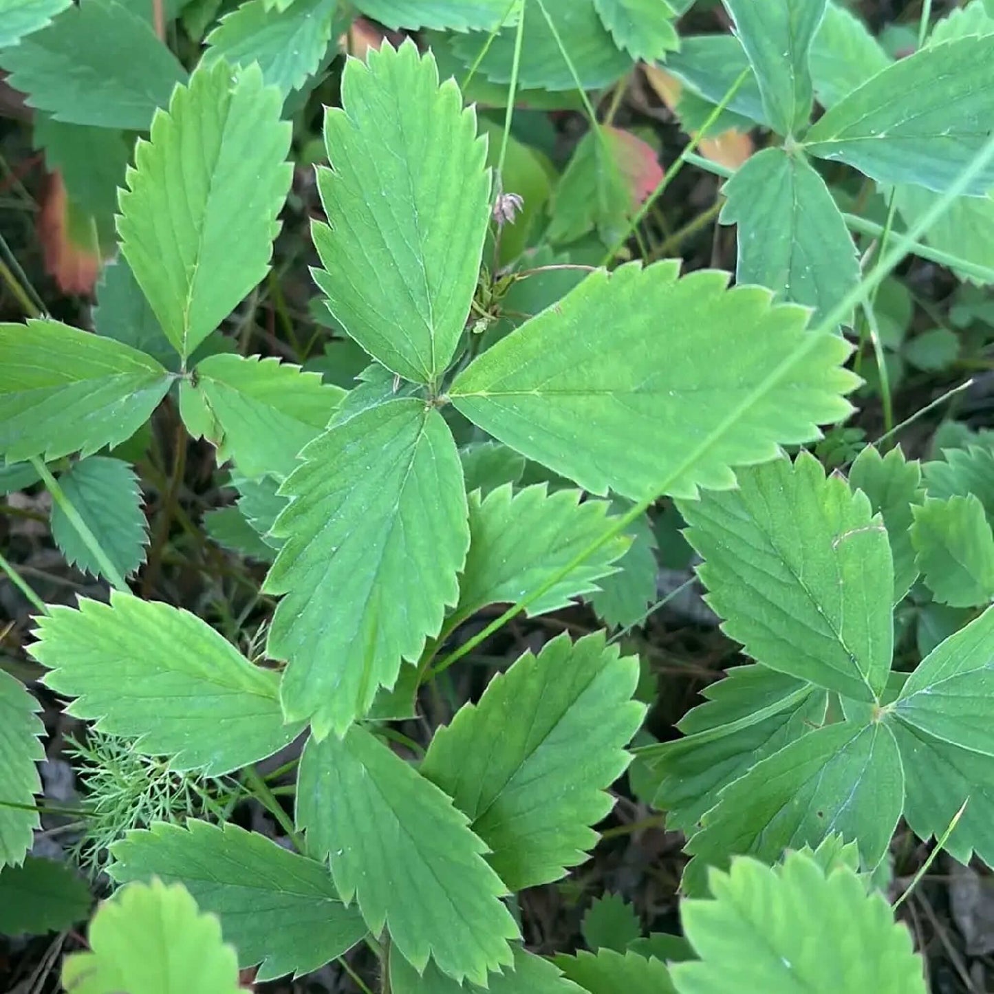 Semences - Fraisier des champs (Fraisier de Virginie) Akène, culture forestière