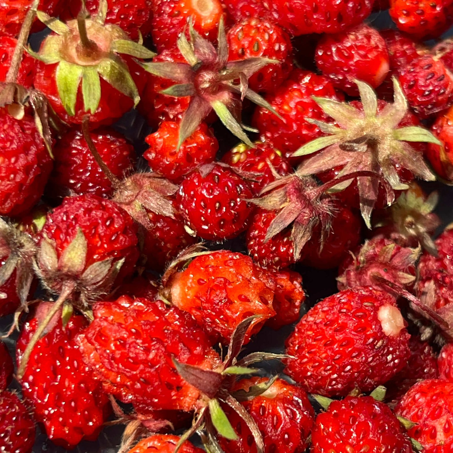 Semences - Fraisier des champs (Fraisier de Virginie) Akène, culture forestière