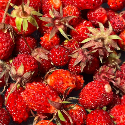 Semences - Fraisier des champs (Fraisier de Virginie) Akène, culture forestière