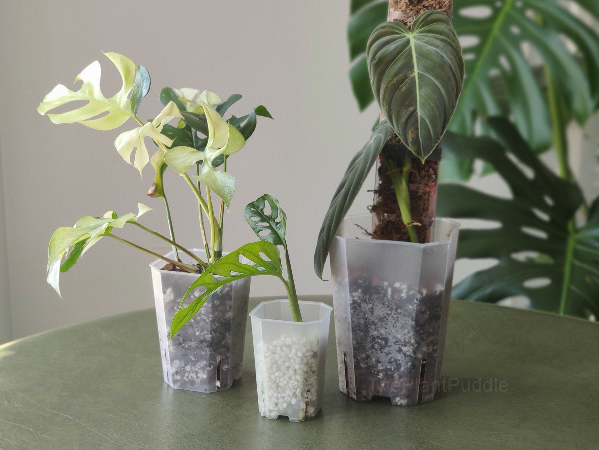 Square Frosted Plant Pot - High Drainage And Easy To Organize The Plant Puddle