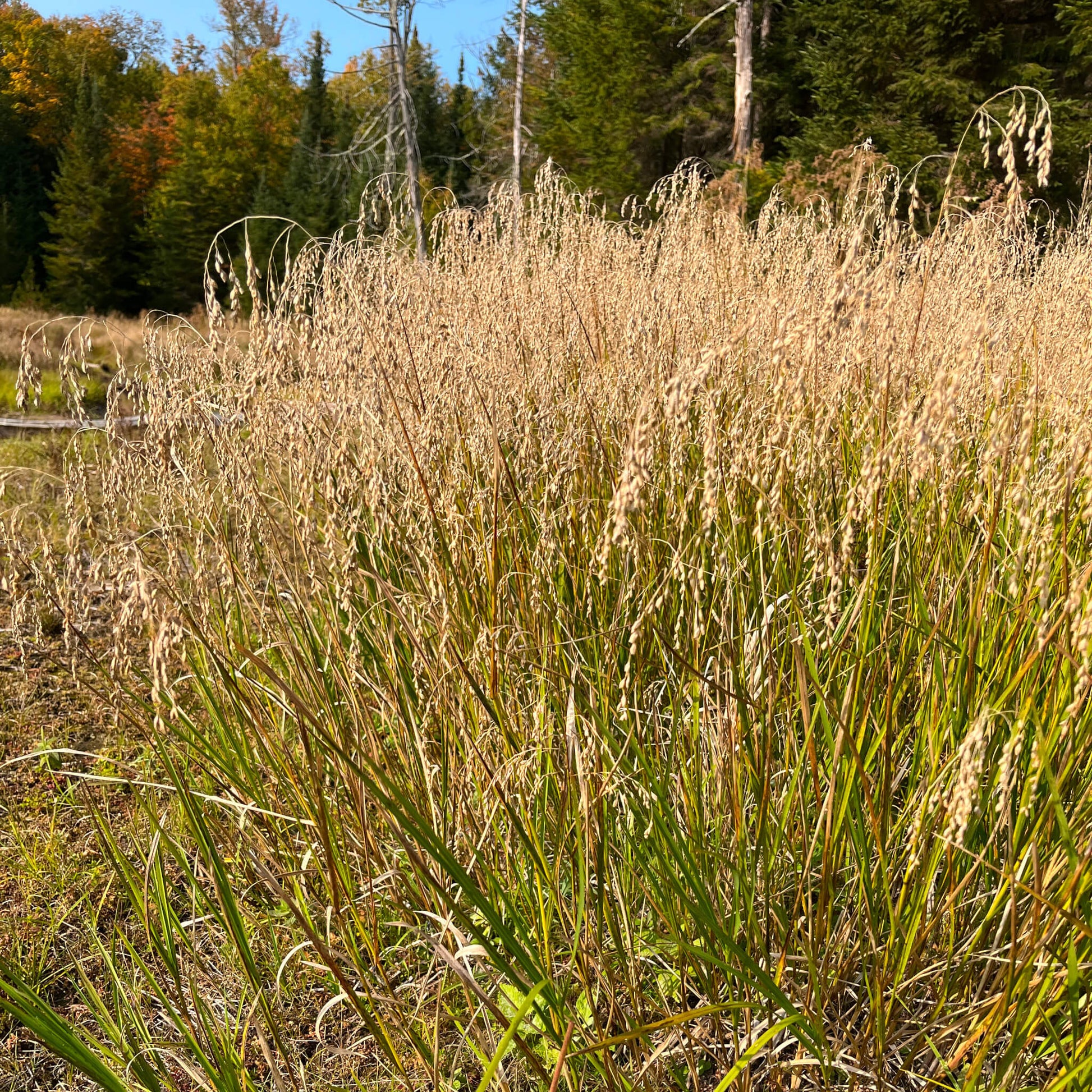 Semences - Glycérie du Canada Akène, culture forestière