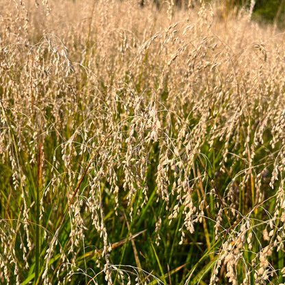Semences - Glycérie du Canada Akène, culture forestière