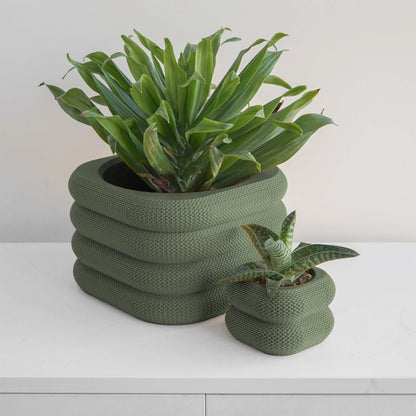 Yew Planter Conifer