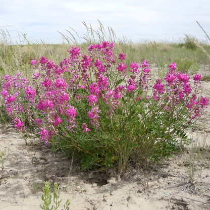 Semences - Sainfoin Boréal Akène, culture forestière