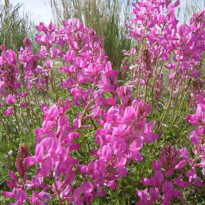 Semences - Sainfoin Boréal Akène, culture forestière