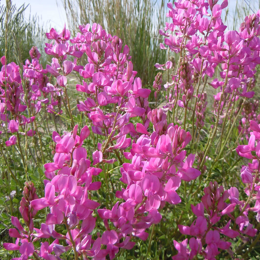 Semences - Sainfoin Boréal Akène, culture forestière