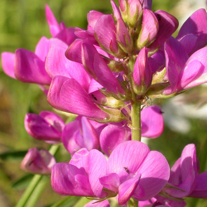 Semences - Sainfoin Boréal Akène, culture forestière
