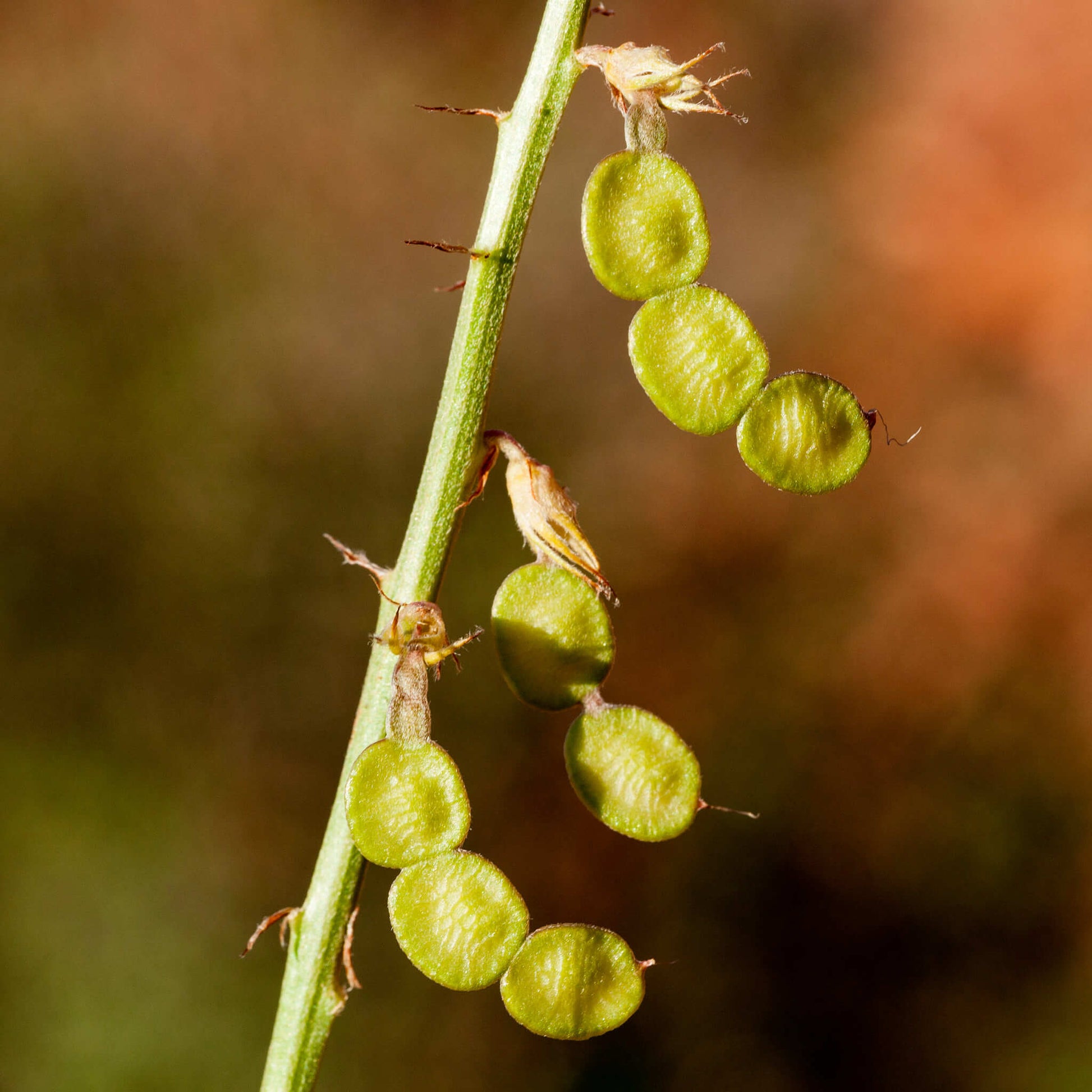 Semences - Sainfoin Boréal Akène, culture forestière