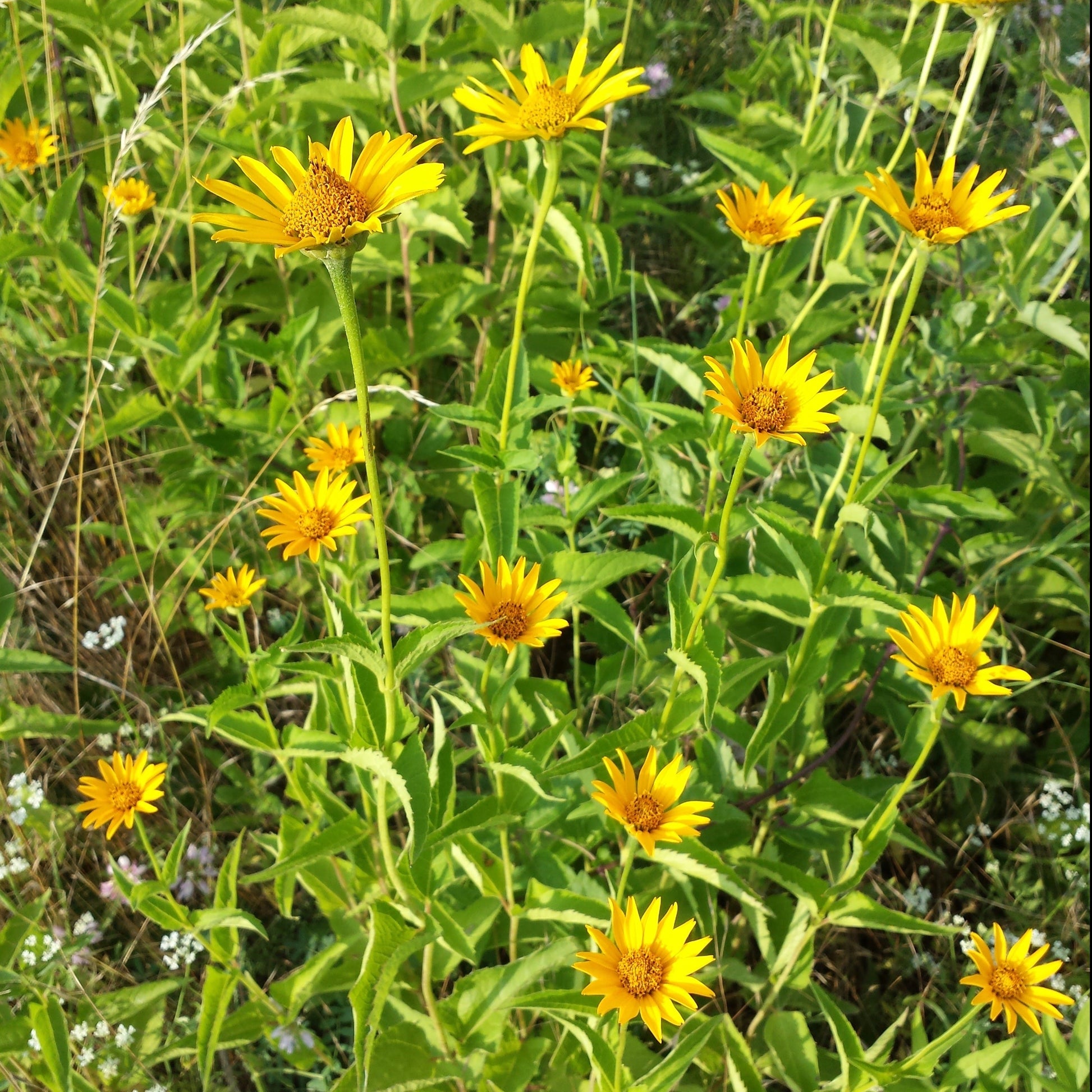 Semences - Héliopsis faux-hélianthe Akène, culture forestière