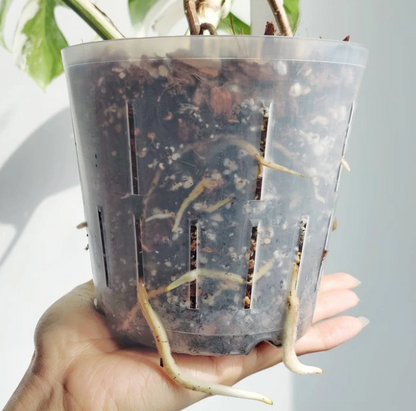 Super Flexible High Drainage Plant Pots - Perfect For Orchids And Aroids The Plant Puddle