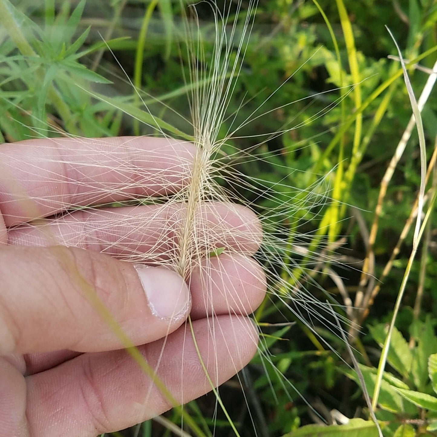 Semences - Orge agréable Akène, culture forestière