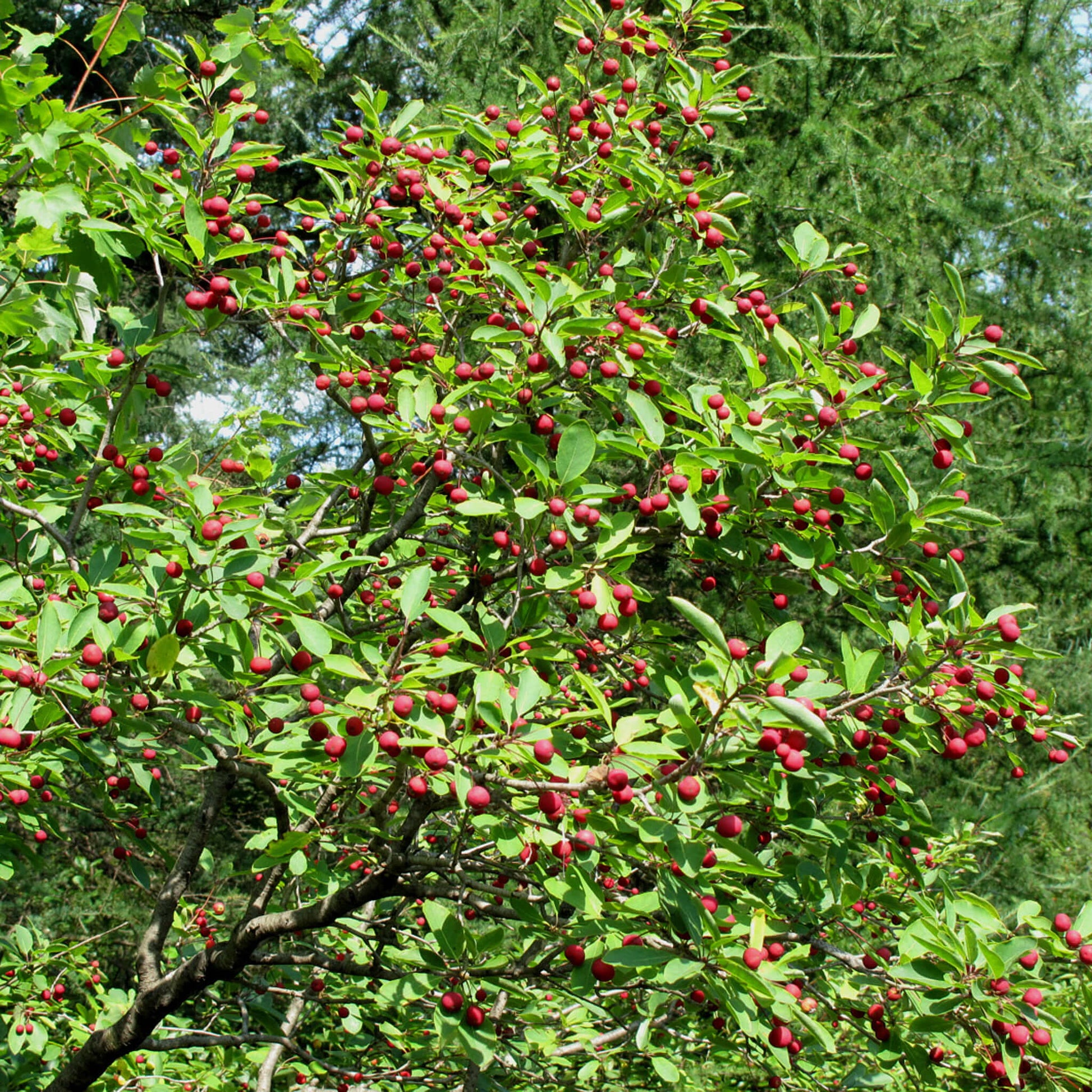 Semences - Némopanthe mucroné (Faux houx) Akène, culture forestière