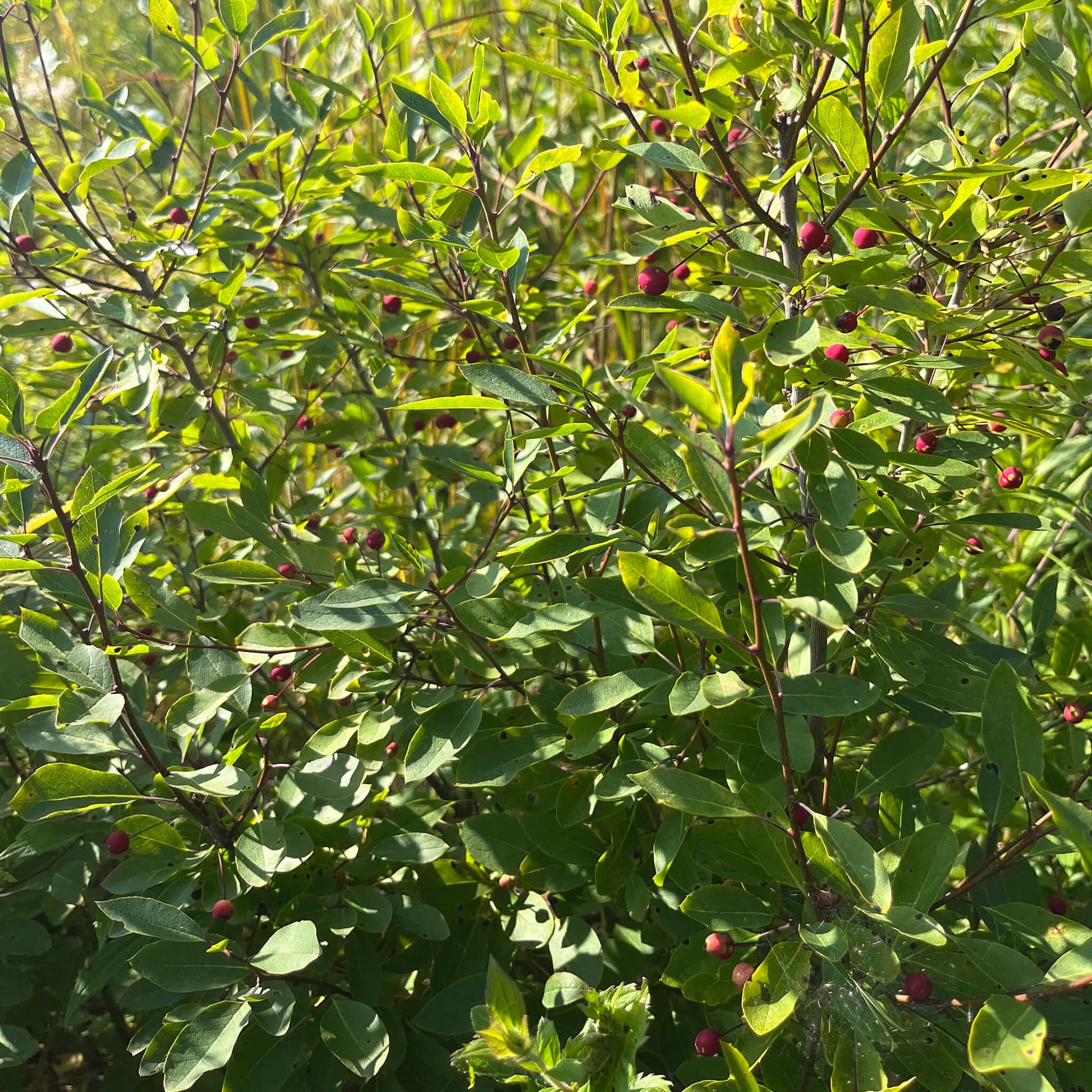 Semences - Némopanthe mucroné (Faux houx) Akène, culture forestière