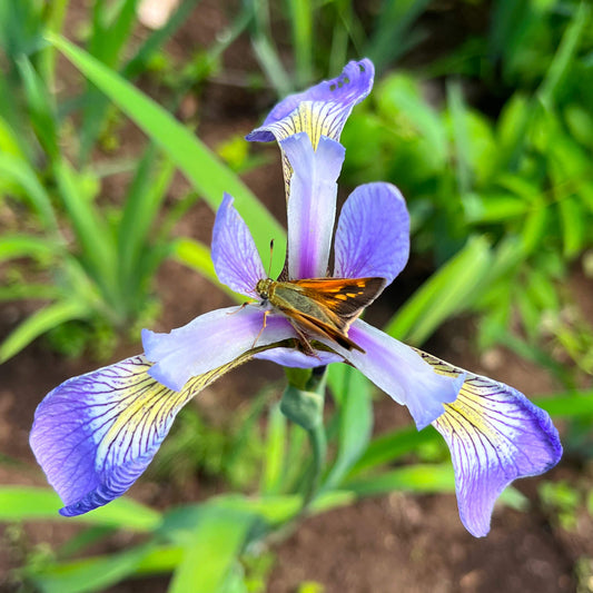Semences - Iris versicolore Akène, culture forestière