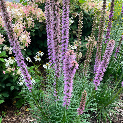 Semences - Liatris à épi Akène, culture forestière