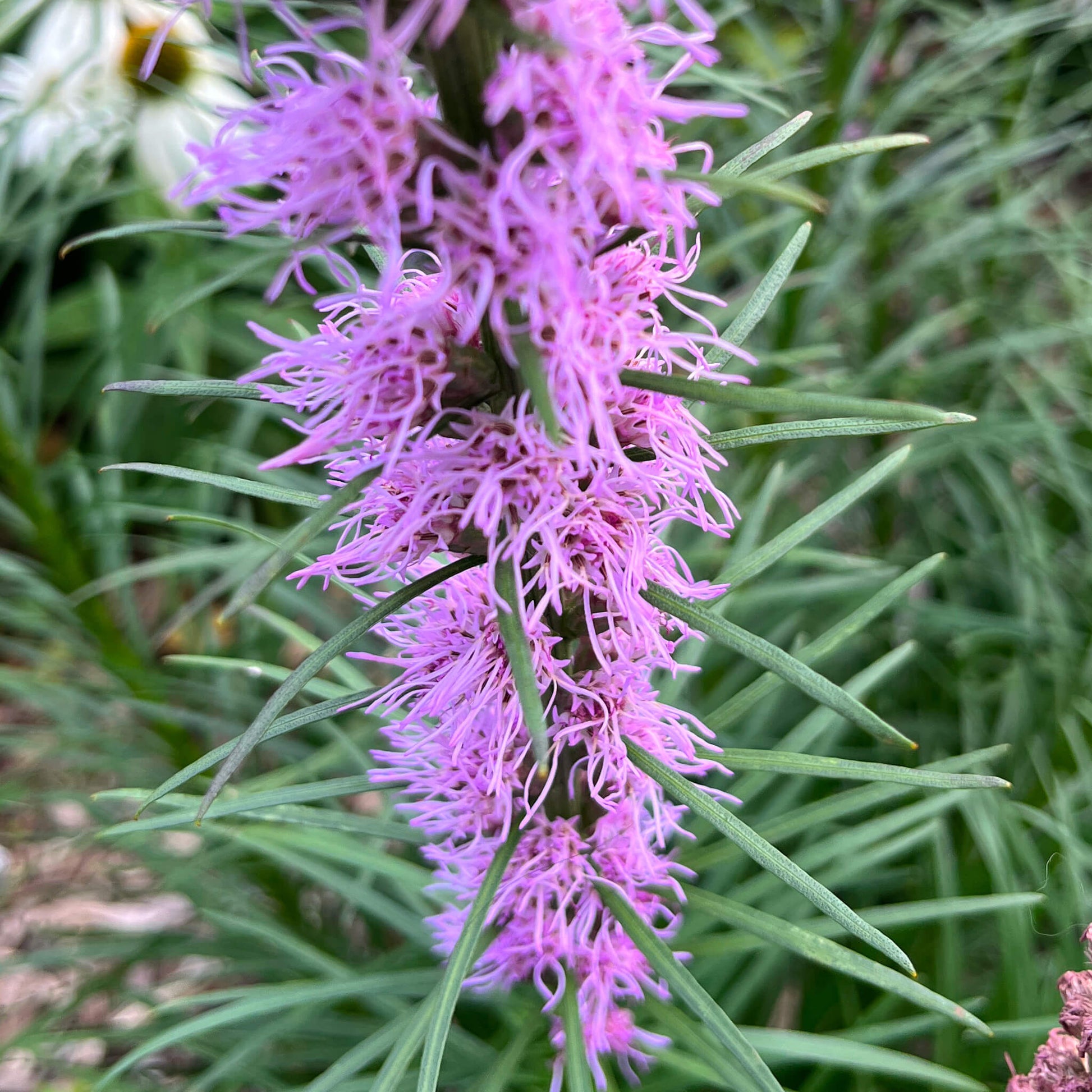 Semences - Liatris à épi Akène, culture forestière