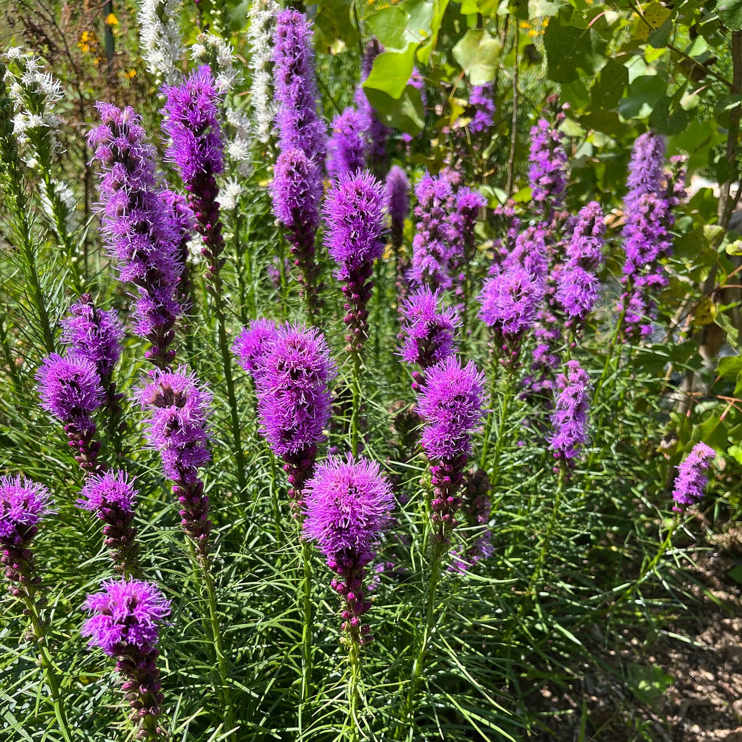 Semences - Liatris à épi Akène, culture forestière