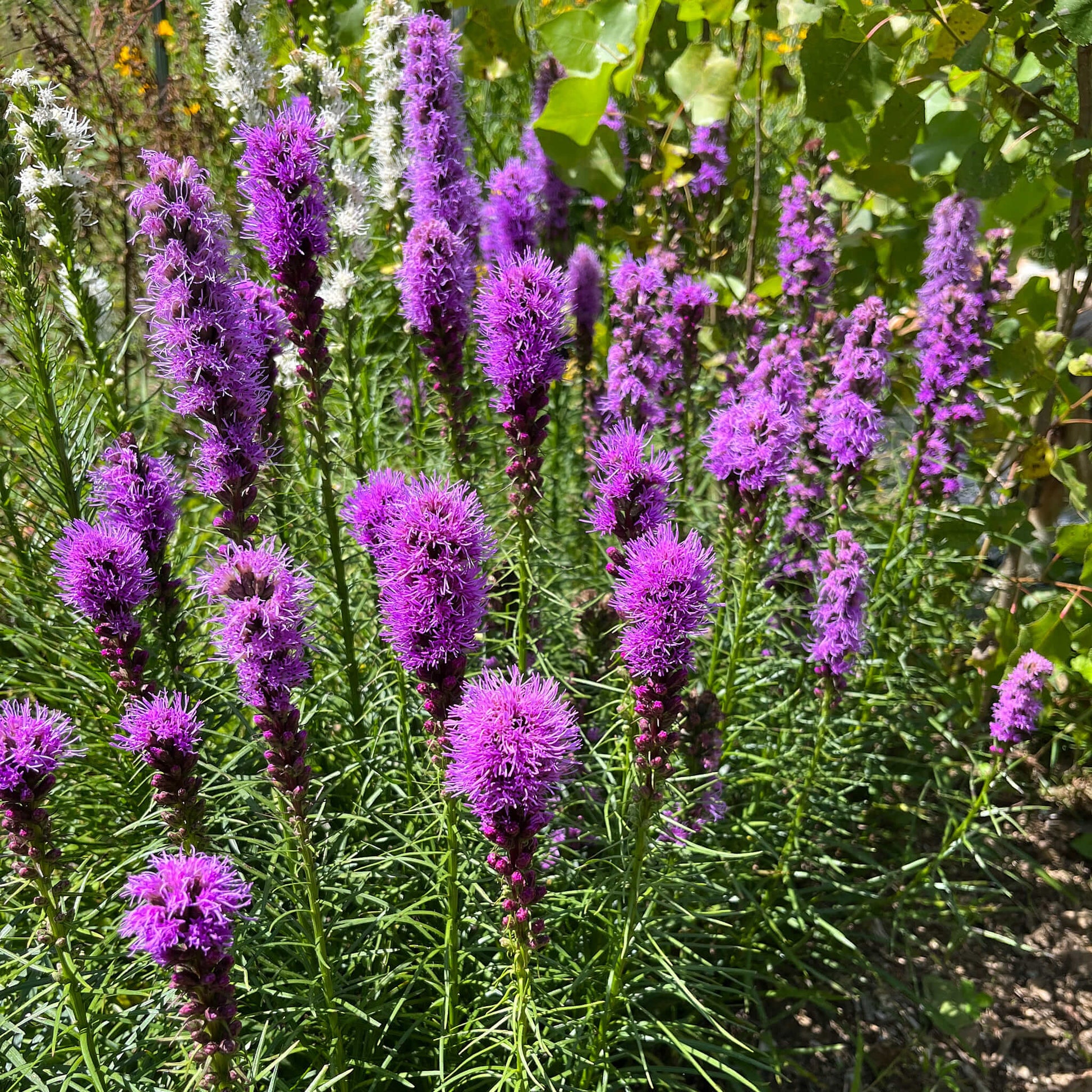Semences - Liatris à épi Akène, culture forestière